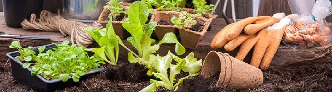 Tips for Maintaining a healthy garden